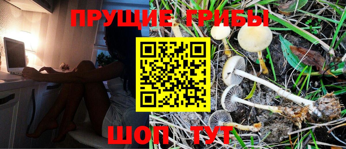 Зеленогорск  Галлюциногенные грибы MAGIC MUSHROOMS  Вход с VPN 